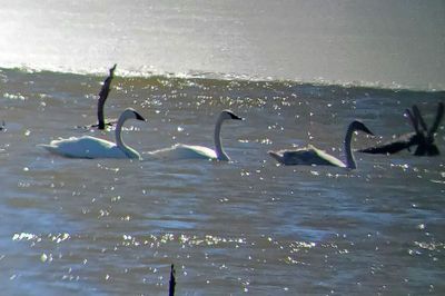 Trumpeter Swan 2023-03-11