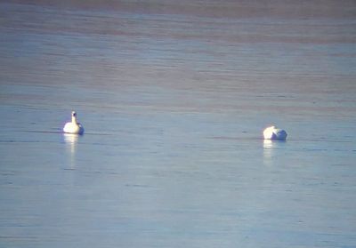 Tundra Swan 2023-12-28