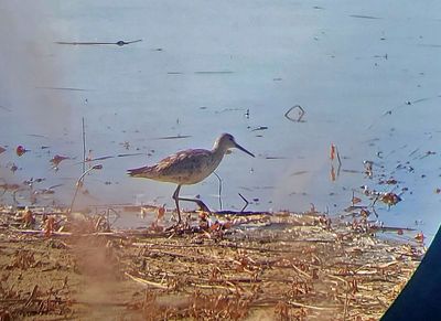 Willet 2023-11-10