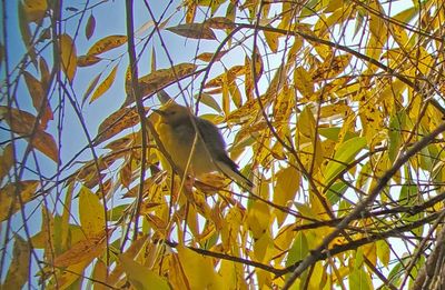 Prothonotary Warbler 2022-10-21