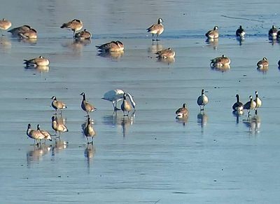 Tundra Swan 2022-12-17