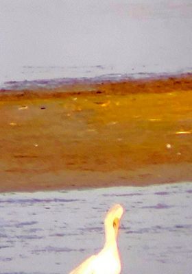 2022 Bird Photos