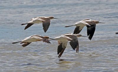American Avocet 2024-08-16