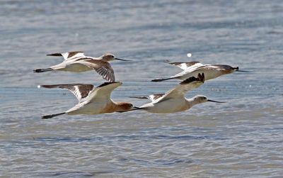 American Avocet 2024-08-16