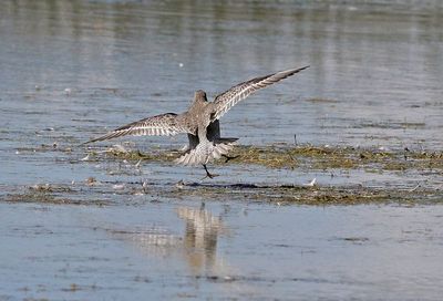 Red Knot 2024-08-16