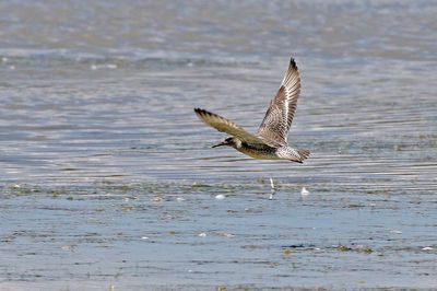 Red Knot 2024-08-16