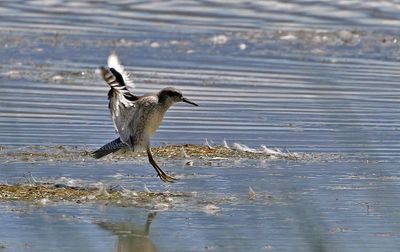 Red Knot 2024-08-16