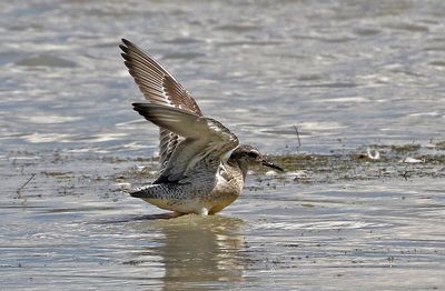 Red Knot 2024-08-16