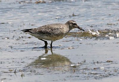 Red Knot 2024-08-16