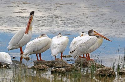American White Pelican 2024-07-01