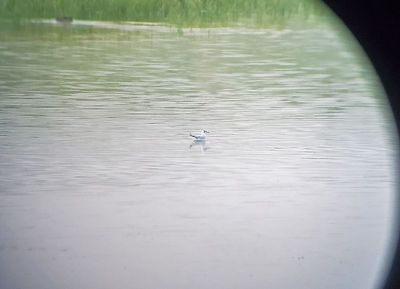 Bonaparte's Gull 2024-07-20