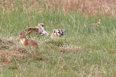 Burrowing Owl 2024-06-10