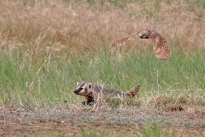 Burrowing Owl 2024-06-10