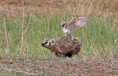 Burrowing Owl 2024-06-10