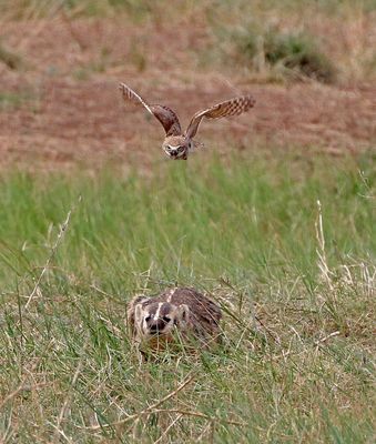 Burrowing Owl 2024-06-10