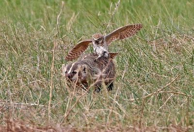 Burrowing Owl 2024-06-10