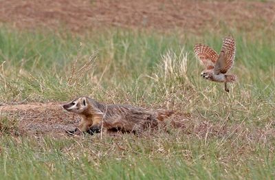 Burrowing Owl 2024-06-10