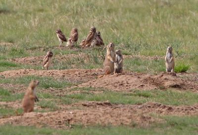 Burrowing Owl 2024-06-10