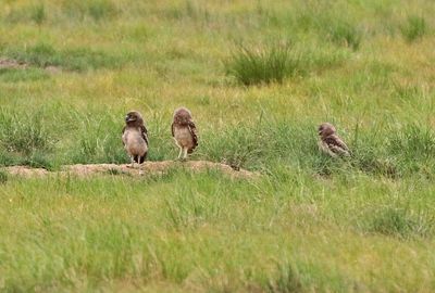 Burrowing Owl 2024-07-01