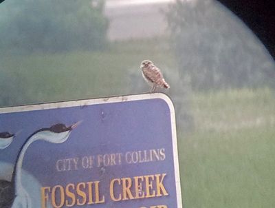 Burrowing Owl 2024-07-26