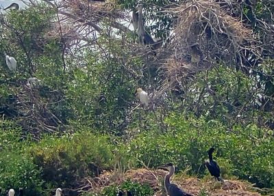 Cattle Egret 2024-07-23