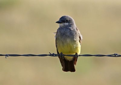 Cassin's Kingbird 2024-07-16