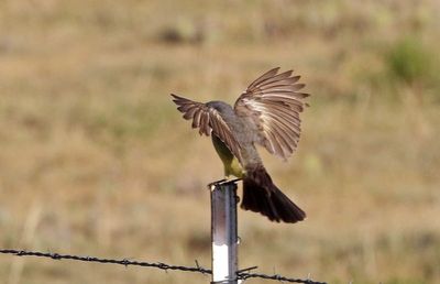 Cassin's Kingbird 2024-07-16