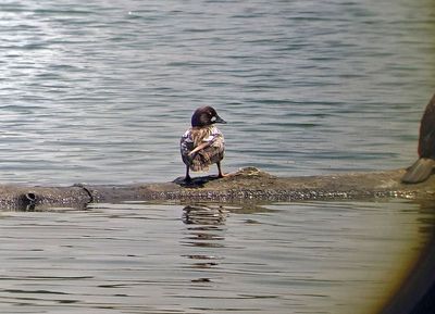 Common Goldeneye 2024-06-14