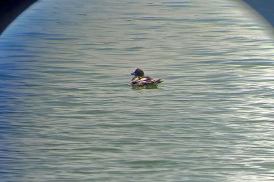 Common Goldeneye 2024-06-28