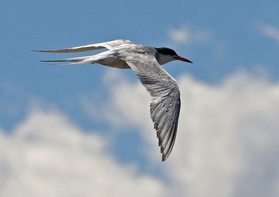 Common Tern 2024-08-16