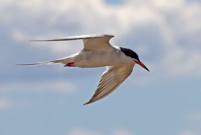 Common Tern 2024-08-16