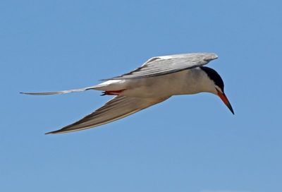 Common Tern 2024-08-16