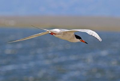 Common Tern 2024-08-16