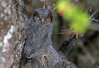 Flammulated Owl 2024-07-13