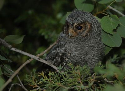 Flammulated Owl 2024-07-13