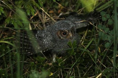 Flammulated Owl 2024-07-13