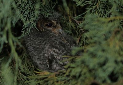Flammulated Owl 2024-07-13