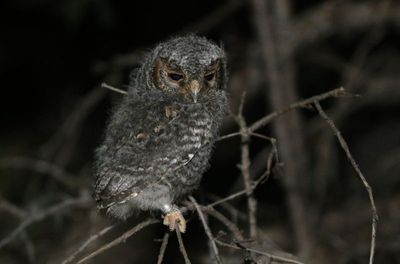 Flammulated Owl 2024-07-13
