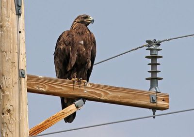 Golden Eagle 2024-07-23