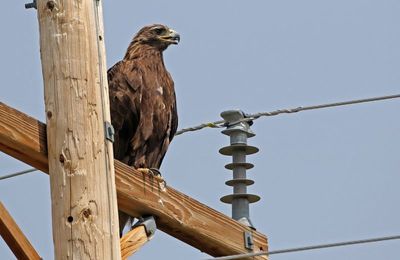 Golden Eagle 2024-07-23