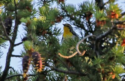 Grace's Warbler 2024-06-16