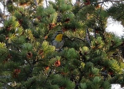 Grace's Warbler 2024-06-16