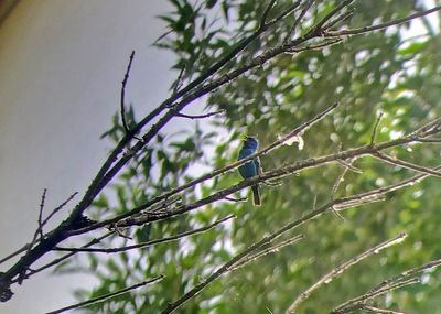 Indigo Bunting 2024-06-28