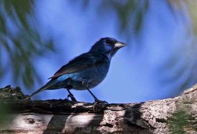 Indigo Bunting 2024-07-05