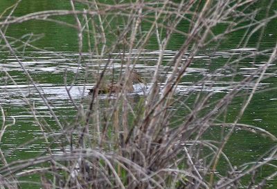 Mexican Duck 2024-07-16