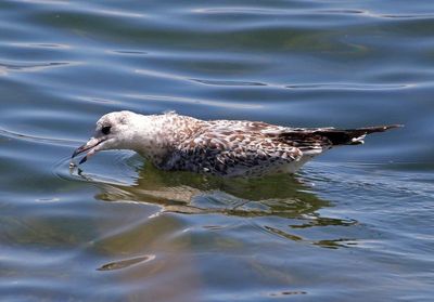 Ring-billed Gull 2024-08-16