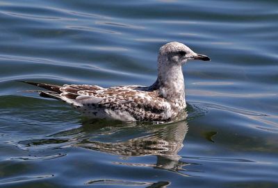 Ring-billed Gull 2024-08-16