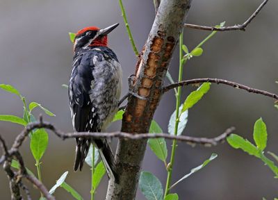 Red-naped Sapsucker 2024-07-16