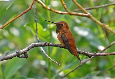 Rufous Hummingbird 2024-07-23