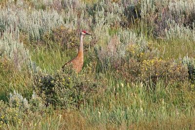 Sandhill Crane 2024-07-23